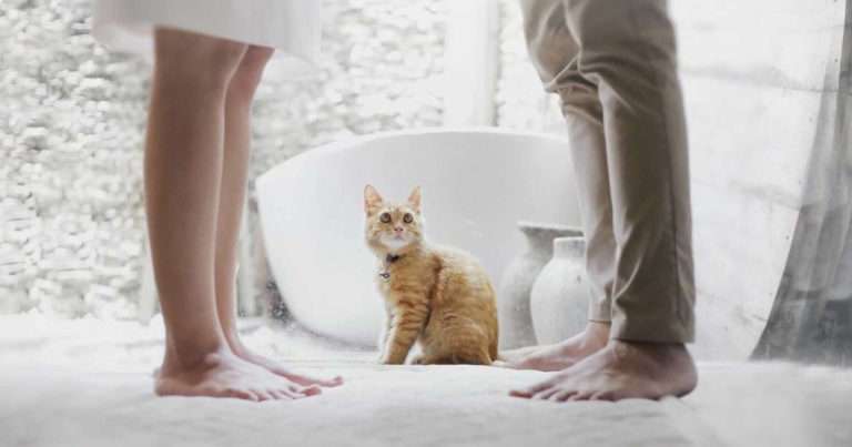 Pets separate divorce