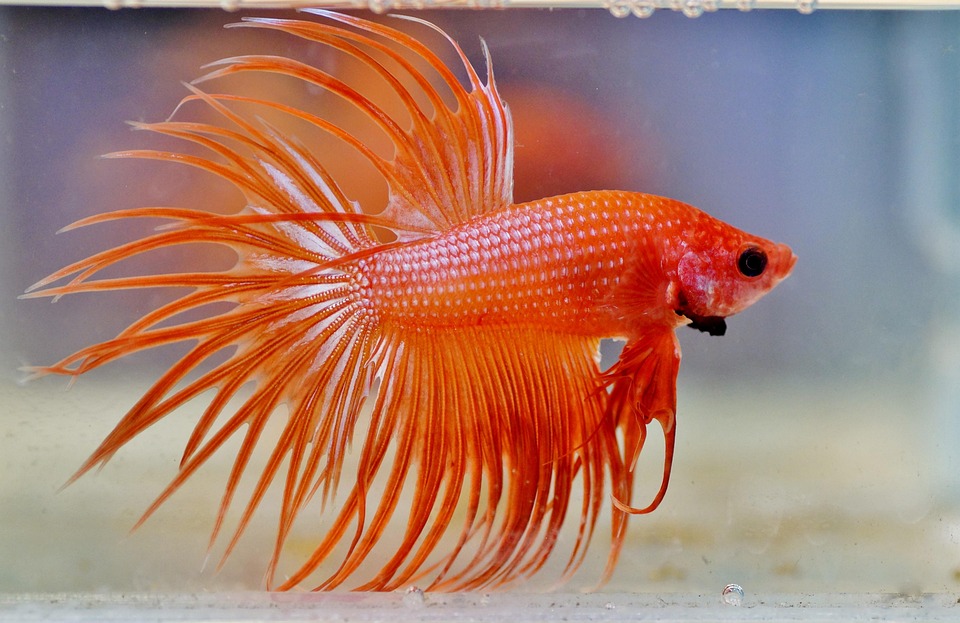 Best low-maintenance pets | Betta fish